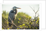 Great Blue Heron (Ardea herodias) bird by Anonymous