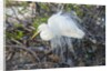 Great White Egret at the Wakodahatchee Wetlands by Anonymous