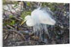 Great White Egret at the Wakodahatchee Wetlands by Anonymous