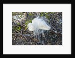 Great White Egret at the Wakodahatchee Wetlands by Anonymous