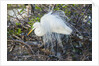 Great White Egret at the Wakodahatchee Wetlands by Anonymous