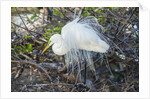 Great White Egret at the Wakodahatchee Wetlands by Anonymous