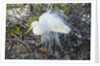 Great White Egret at the Wakodahatchee Wetlands by Anonymous