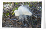 Great White Egret at the Wakodahatchee Wetlands by Anonymous