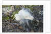 Great White Egret at the Wakodahatchee Wetlands by Anonymous