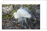 Great White Egret at the Wakodahatchee Wetlands by Anonymous