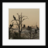 Cormorant silhouettes in a tree at the Wakodahatchee Wetlands by Anonymous