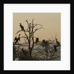 Cormorant silhouettes in a tree at the Wakodahatchee Wetlands by Anonymous