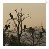Cormorant silhouettes in a tree at the Wakodahatchee Wetlands by Anonymous