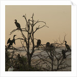 Cormorant silhouettes in a tree at the Wakodahatchee Wetlands by Anonymous