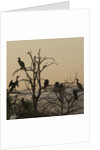 Cormorant silhouettes in a tree at the Wakodahatchee Wetlands by Anonymous