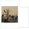 Cormorant silhouettes in a tree at the Wakodahatchee Wetlands by Anonymous