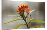 West Indian lantana flowers by Anonymous