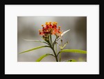 West Indian lantana flowers by Anonymous
