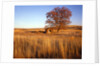 Shed and locust tree in evening light by Anonymous
