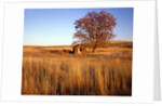 Shed and locust tree in evening light by Anonymous