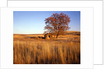 Shed and locust tree in evening light by Anonymous