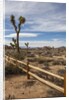 Joshua Tree National Park by Anonymous