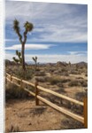 Joshua Tree National Park by Anonymous