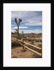 Joshua Tree National Park by Anonymous