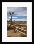 Joshua Tree National Park by Anonymous