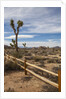 Joshua Tree National Park by Anonymous