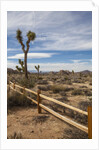 Joshua Tree National Park by Anonymous