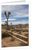 Joshua Tree National Park by Anonymous