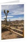 Joshua Tree National Park by Anonymous