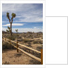 Joshua Tree National Park by Anonymous