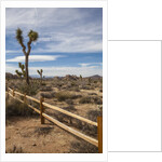 Joshua Tree National Park by Anonymous
