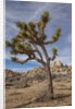Joshua Tree National Park by Anonymous