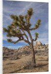 Joshua Tree National Park by Anonymous