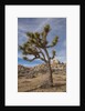 Joshua Tree National Park by Anonymous