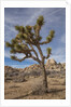 Joshua Tree National Park by Anonymous