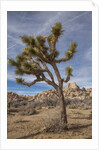 Joshua Tree National Park by Anonymous