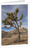 Joshua Tree National Park by Anonymous