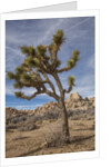 Joshua Tree National Park by Anonymous
