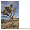 Joshua Tree National Park by Anonymous