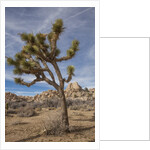 Joshua Tree National Park by Anonymous