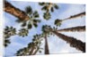 California Fan Palms by Anonymous
