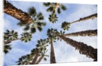 California Fan Palms by Anonymous