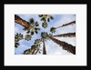 California Fan Palms by Anonymous