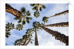California Fan Palms by Anonymous
