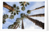 California Fan Palms by Anonymous