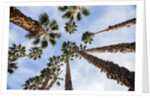 California Fan Palms by Anonymous