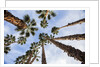 California Fan Palms by Anonymous