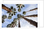 California Fan Palms by Anonymous