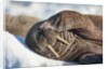 Walrus on Sea Ice, Hudson Bay, Nunavut, Canada by Anonymous