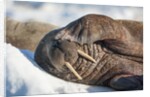 Walrus on Sea Ice, Hudson Bay, Nunavut, Canada by Anonymous
